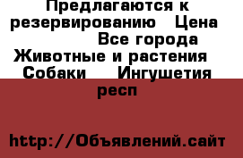 Предлагаются к резервированию › Цена ­ 16 000 - Все города Животные и растения » Собаки   . Ингушетия респ.